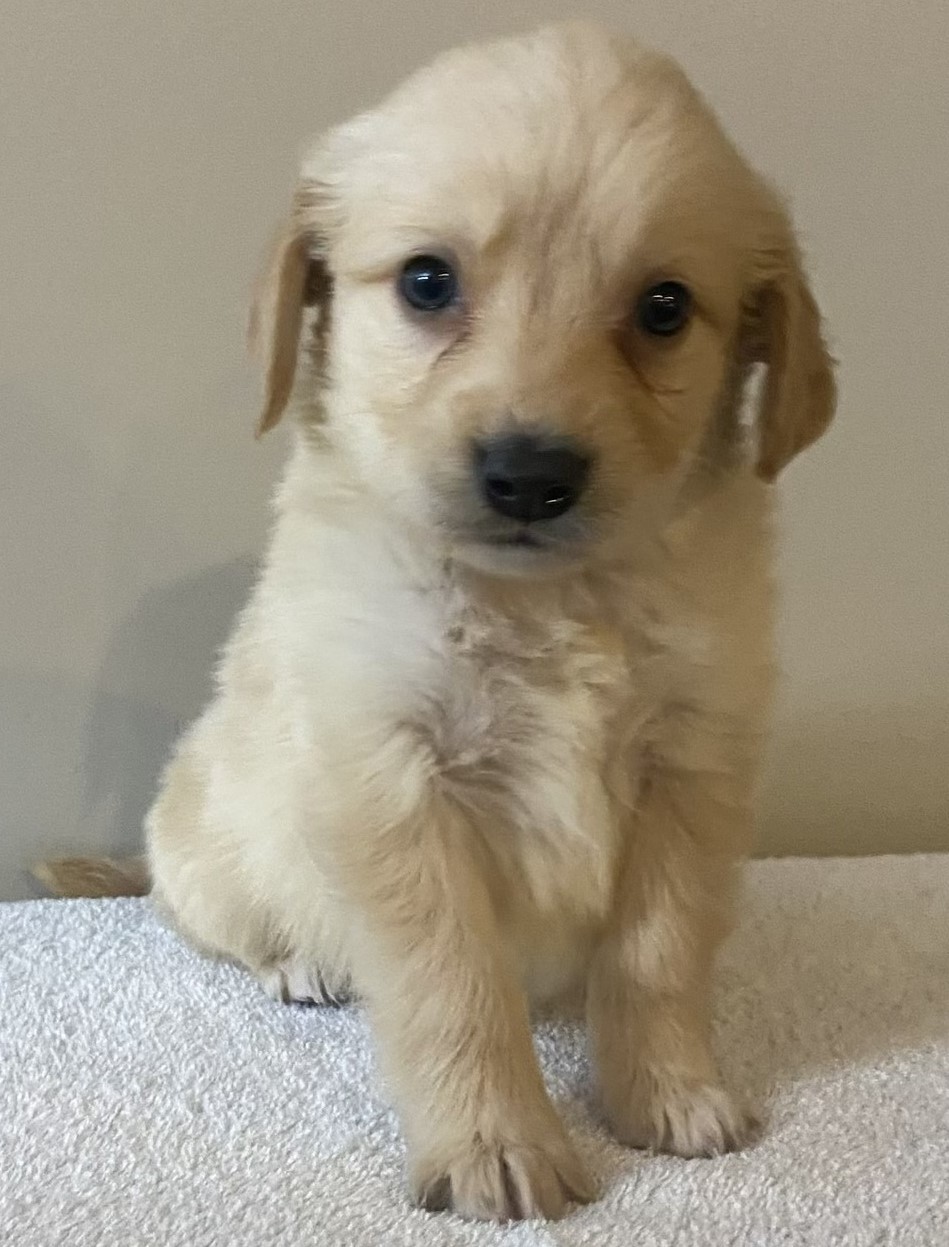 puppy, for, sale, Golden Retriever, Stiehl  Wilson, dog, breeder, Everton, MO, dog-breeder, puppy-for-sale, forsale, nearby, find, puppyfind, locator, puppylocator, aca